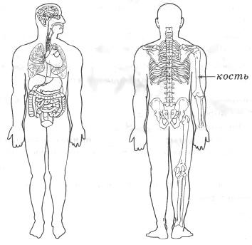 подпиши печень, кисть и стопу